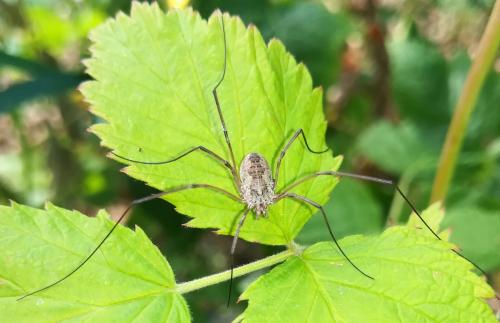Phalangium opilio
